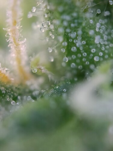 Growreport Bild 31