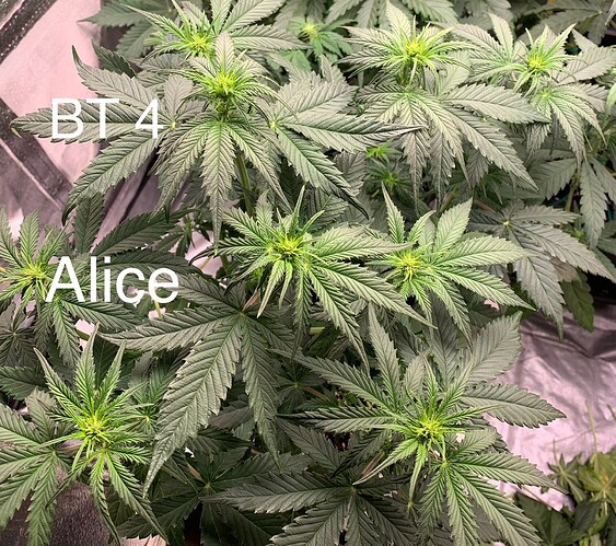 Growreport Bild 3