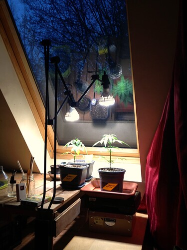 Zwei Cannabis-Pflanzen in Töpfen auf einem Tisch vor einem Dachfenster, beleuchtet durch zwei Schreibtischlampen.