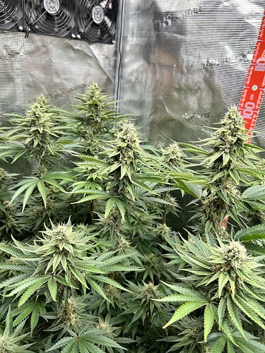 Mehrere blühende Cannabis-Pflanzen in einem Grow-Zelt mit sichtbarem Maßband und Ventilatoren.