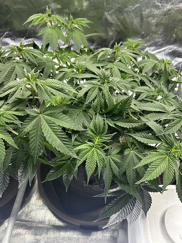 Growreport Bild 2