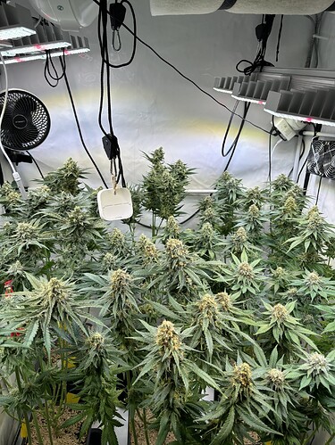 Growreport Bild 39