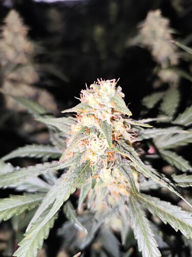 Growreport Bild 1