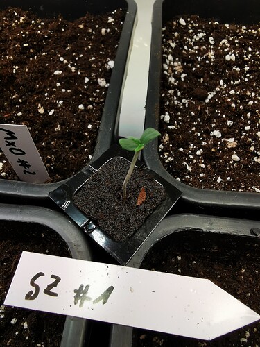 Growreport Bild 5
