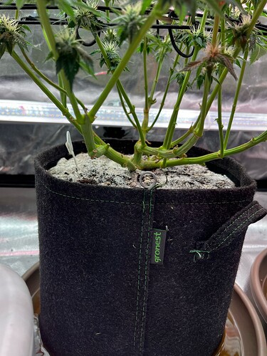 Growreport Bild 8