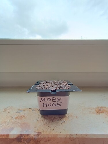 IMG_20240410_152842093_HDR