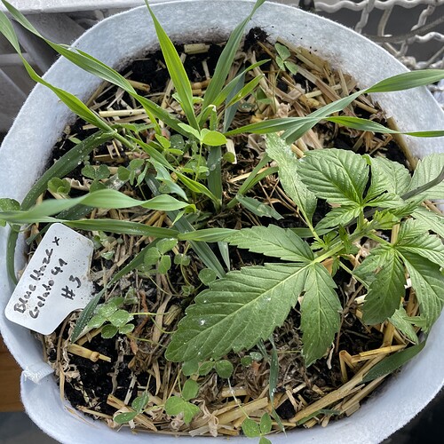 Growreport Bild 3