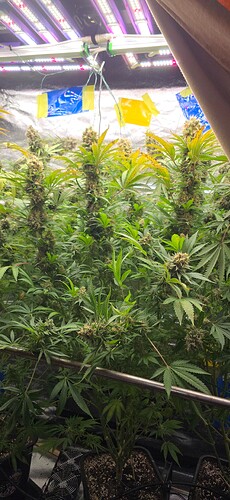 Growreport Bild 79