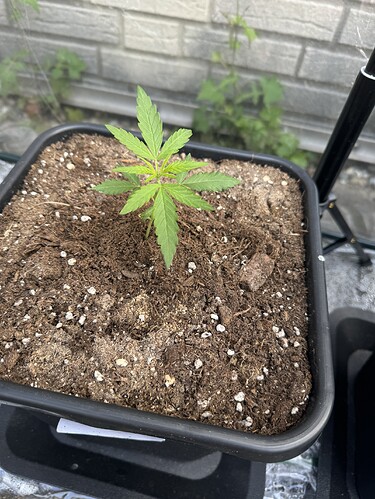 Growreport Bild 4