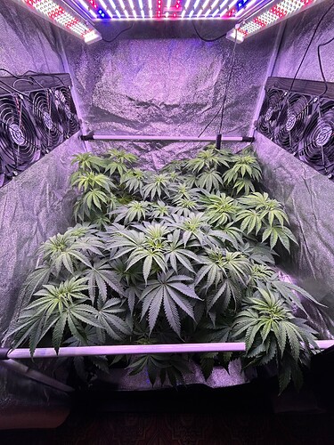 Growreport Bild 32