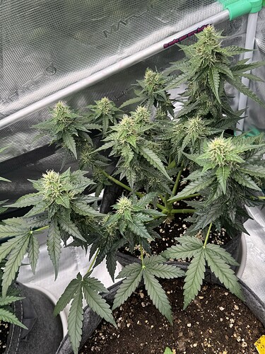 Growreport Bild 9