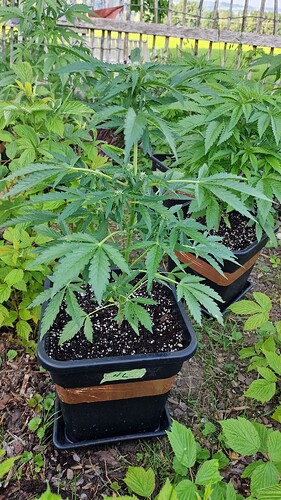 Growreport Bild 41