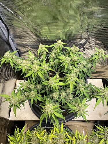 Growreport Bild 72