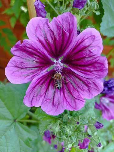 WhatsApp Bild 2025-06-19 um 11.17.16_4ab2e398