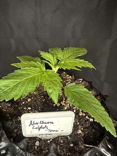 Growreport Bild 3