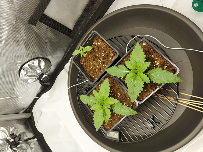 Growreport Bild 2