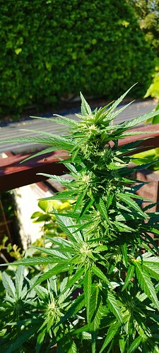 Growreport Bild 7