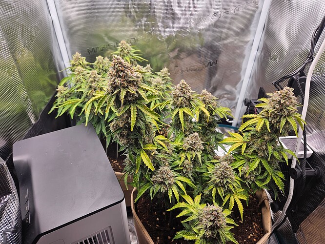 Growreport Bild 3