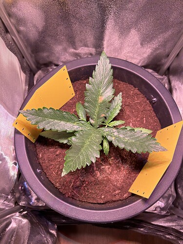 Growreport Bild 1