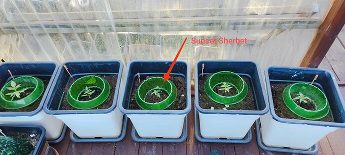Growreport Bild 14