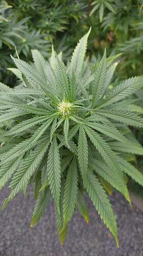 Growreport Bild 1