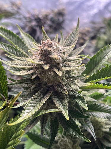 Growreport Bild 4