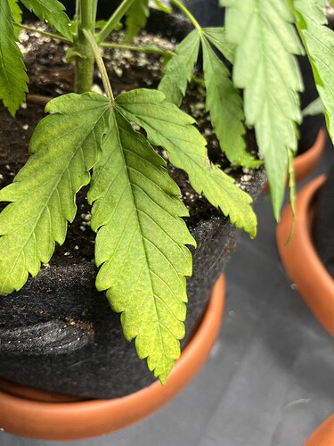 Growreport Bild 2