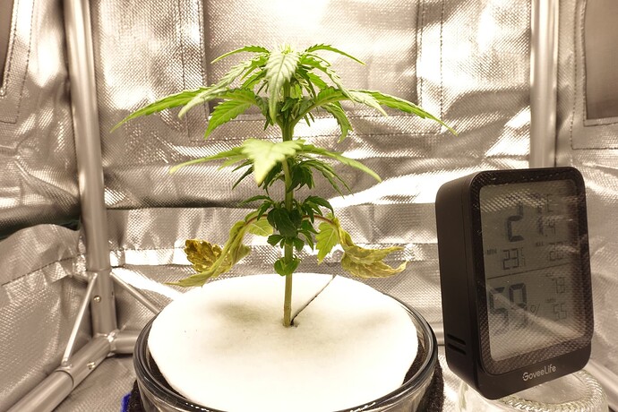 Growreport Bild 3