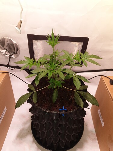 Growreport Bild 3