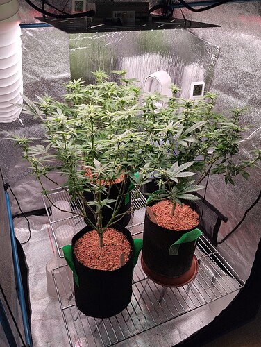 IMG_20250125_205401 - Kopie