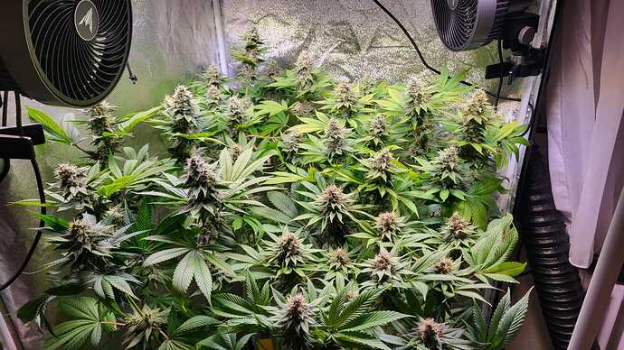 Cannabispflanzen in der Blütephase in einem Growzelt mit Ventilatoren.