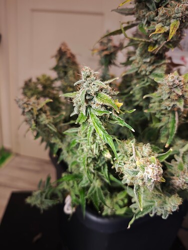 MVIMG_20251204_184539