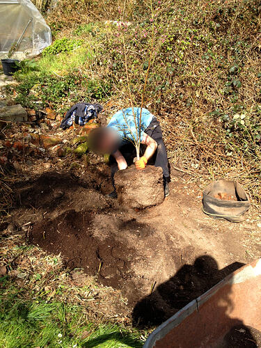 PfirsichbaumGepflanzt_1