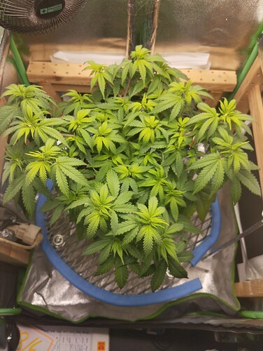 IMG_20241101_172130 - Kopie