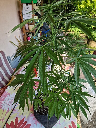 Growreport Bild 13