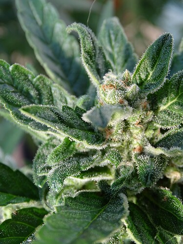 Growreport Bild 18