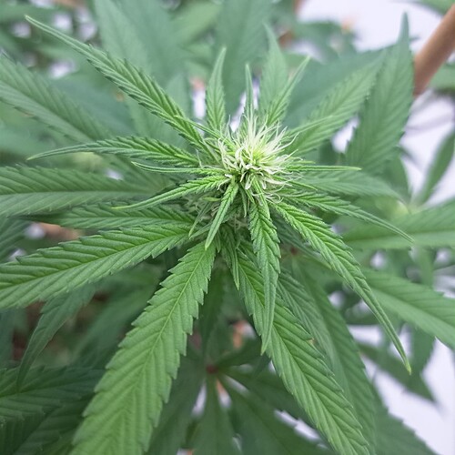 Growreport Bild 4