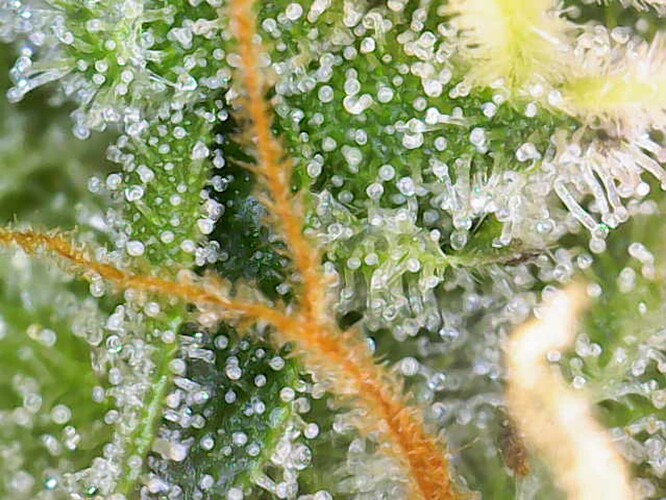 Growreport Bild 26