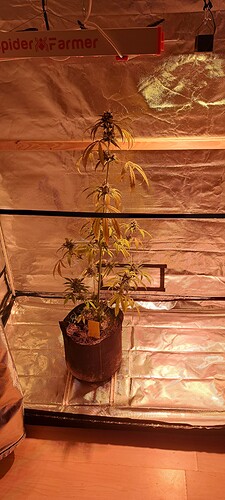 Growreport Bild 47