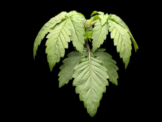Growreport Bild 18