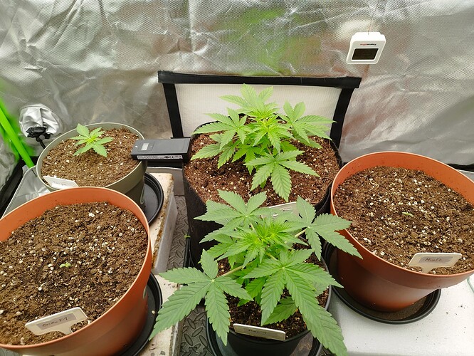Vier Cannabis-Pflanzen in verschiedenen Wachstumsstadien in einem Growzelt. Zwei größere Pflanzen stehen vorne, eine kleinere links und eine sehr junge Pflanze rechts.