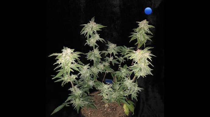 Growreport Bild 16