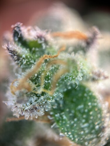 Growreport Bild 45