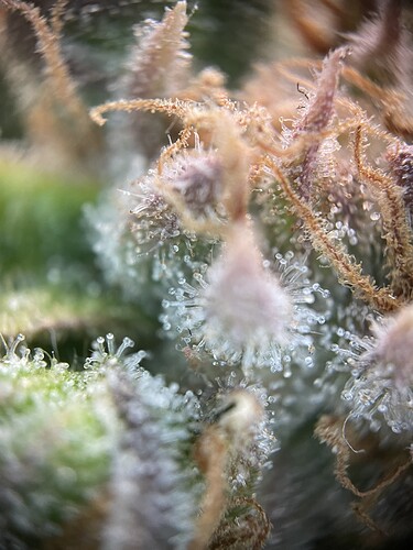 Growreport Bild 30