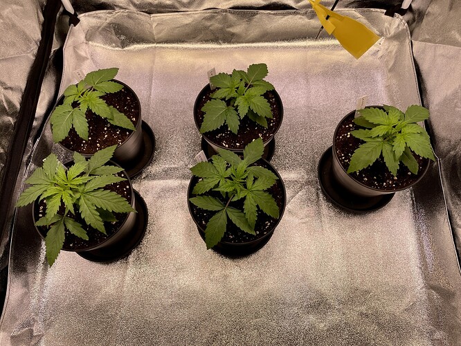 Growreport Bild 26