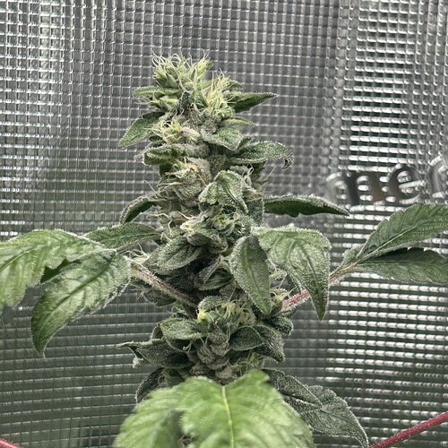 Growreport Bild 9