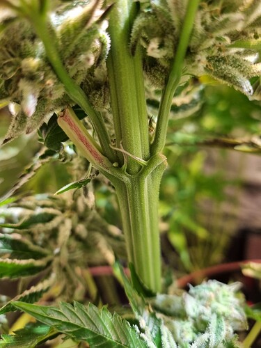 Nahaufnahme des Stammes einer Cannabispflanze mit sichtbaren Verzweigungen und beginnenden Blütenansätzen.