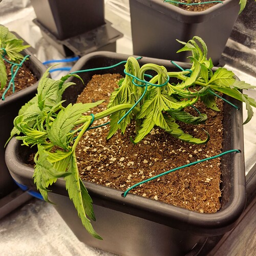 Growreport Bild 8