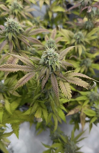 Growreport Bild 42