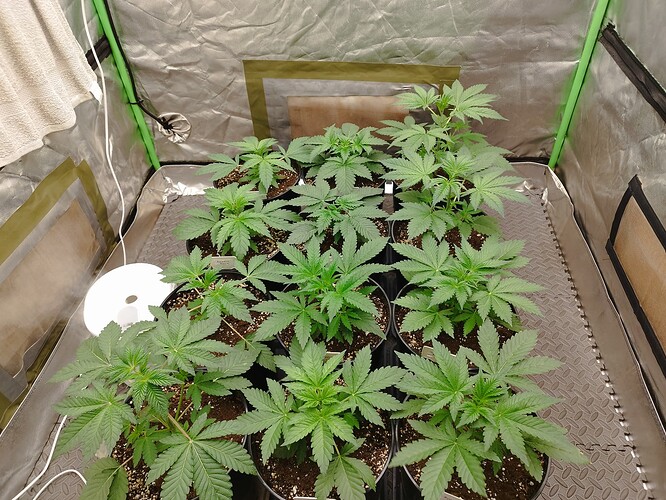 Growreport Bild 7
